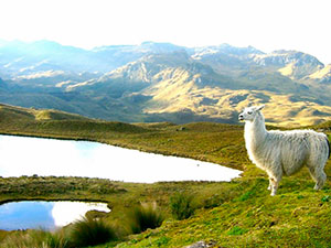 Cajas National Park